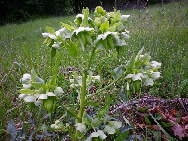 Tutto verde - Helleborus cfr. foetidus